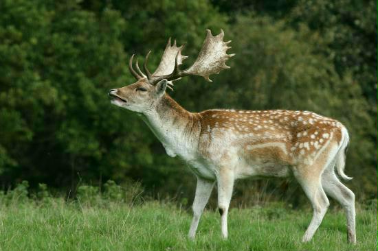 Fallow Deer <i>Dama dama</i>